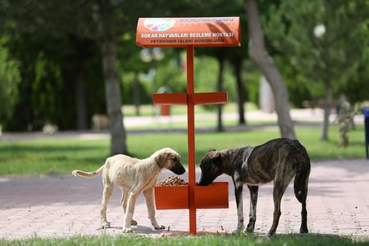 Kocasinan&rsquo;da hayat t&uuml;m canlılar i&ccedil;in değerli