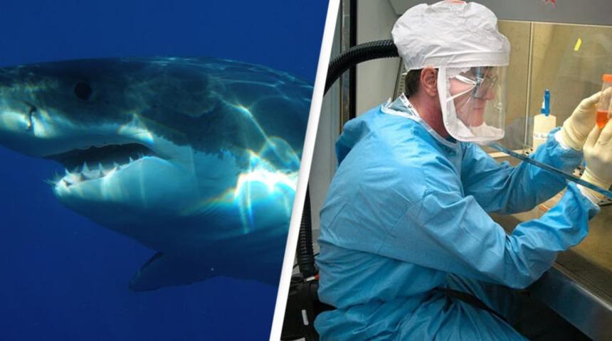 Koronavirüs aşısı için yarım milyon köpekbalığı öldürülebilir