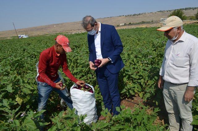 Kilis’te 7 bin 500 ton patlıcan üretildi