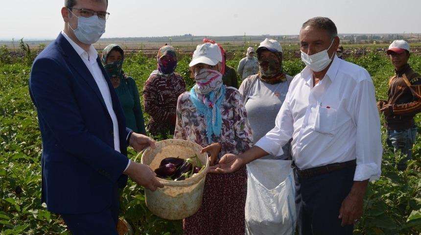 Kilis&rsquo;te 7 bin 500 ton patlıcan &uuml;retildi