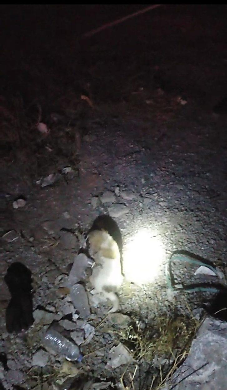 Dere yatağına düşen yavru köpek itfaiye tarafından kurtarıldı G3