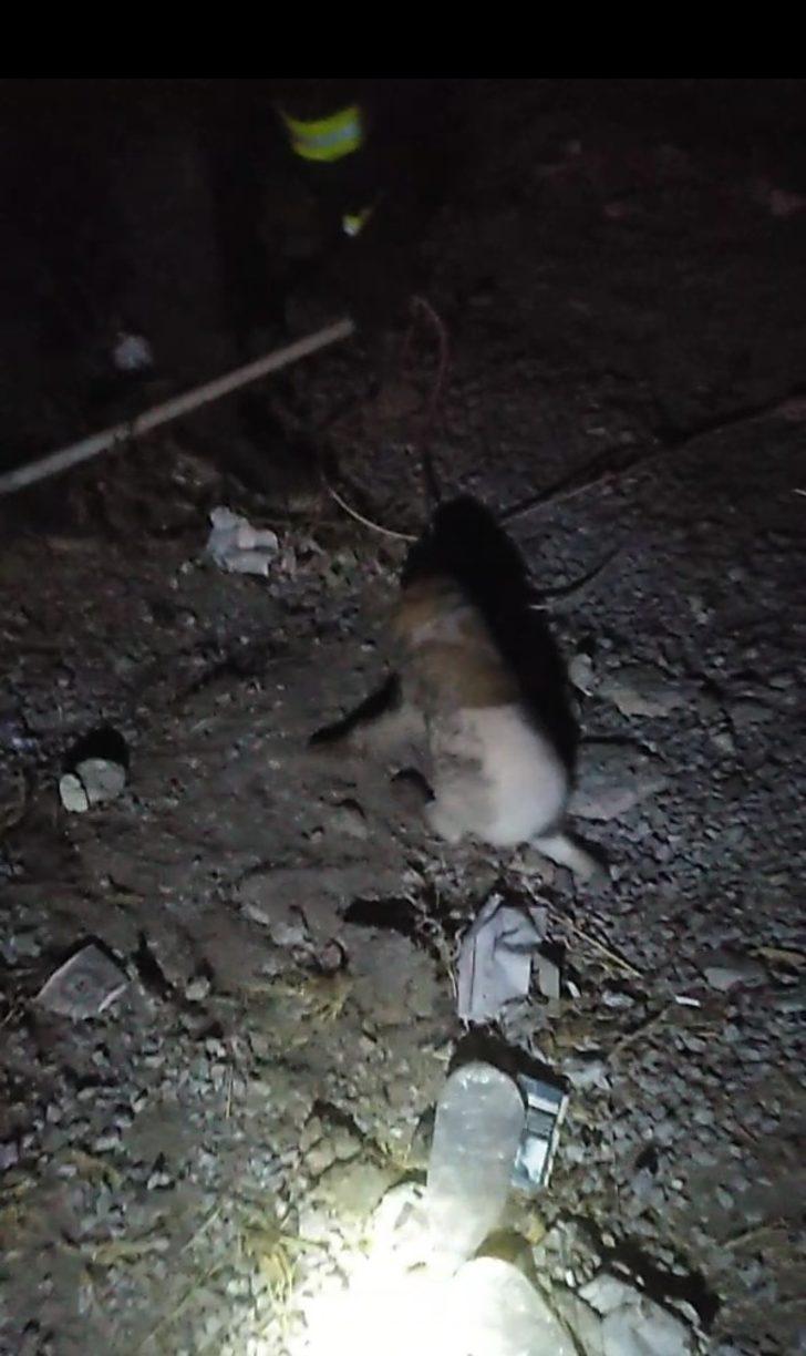 Dere yatağına düşen yavru köpek itfaiye tarafından kurtarıldı G4