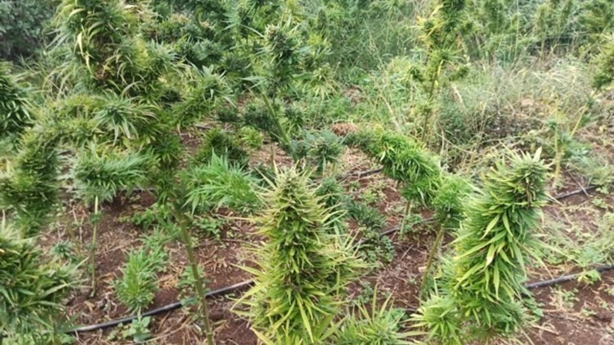 Biga&rsquo;da uyuşturucu operasyonu: 1 g&ouml;zaltı