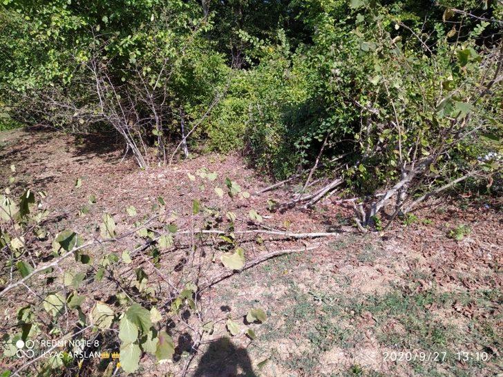 Fındık ve ceviz ağaçlarını kesen şüpheliler aranıyor G1