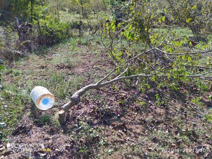Fındık ve ceviz ağaçlarını kesen şüpheliler aranıyor G2