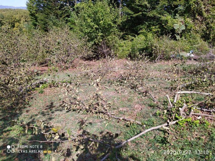 Fındık ve ceviz ağaçlarını kesen şüpheliler aranıyor G3