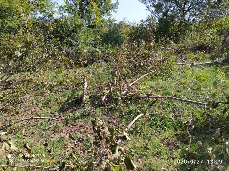 Fındık ve ceviz ağaçlarını kesen şüpheliler aranıyor G4