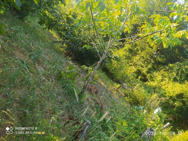 Fındık ve ceviz ağaçlarını kesen şüpheliler aranıyor G5