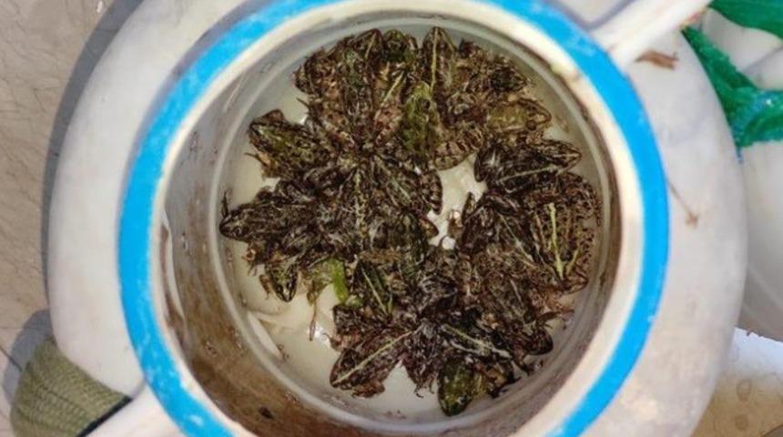 Bing&ouml;l&rsquo;de kurbağa avlayan 5 şahsa 9 bin 700 TL ceza kesildi