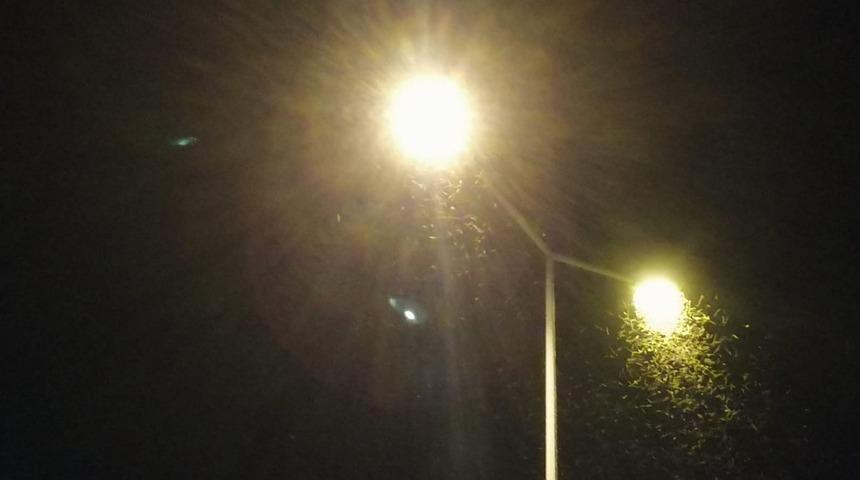 Bingöl’de ilçeyi sinekler istila etti! İş yerleri kepenk kapatmak zorunda kaldı