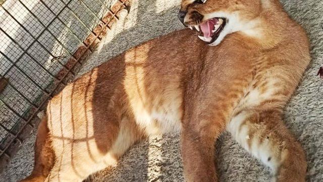 Sakarya’da hayvan kaçakçılarına operasyon