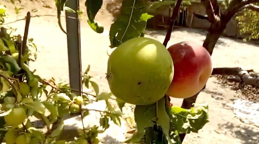 Bilim insanları bu meyve karşısında şaşkın! 