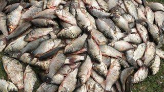 Yeşilırmak ve Kızılırmak’ta 'İsrail sazanı' tehdidi