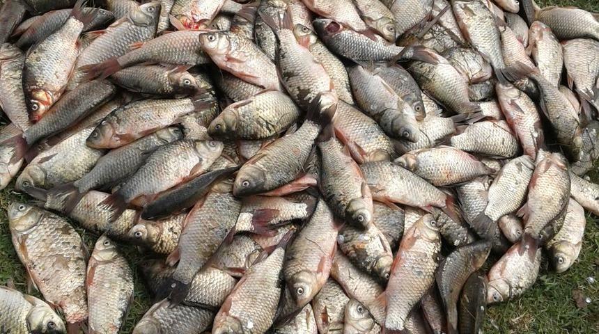 Yeşilırmak ve Kızılırmak’ta 'İsrail sazanı' tehdidi