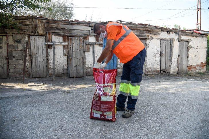 Altındağ Belediyesi, minik kedi yavrularına sahip çıktı G2