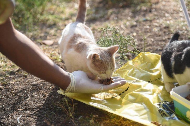 Altındağ Belediyesi, minik kedi yavrularına sahip çıktı G4