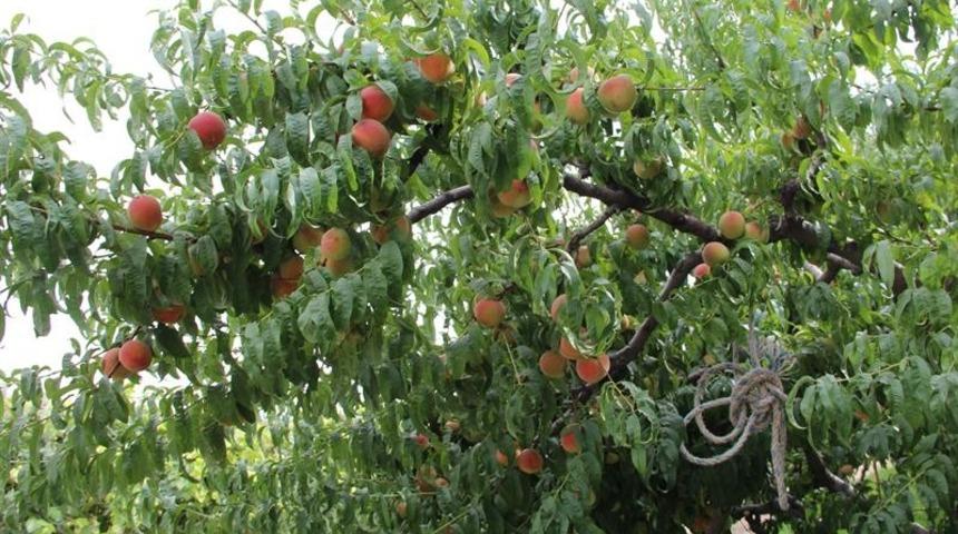 Iğdır’da şeftali hasadın sonuna gelindi