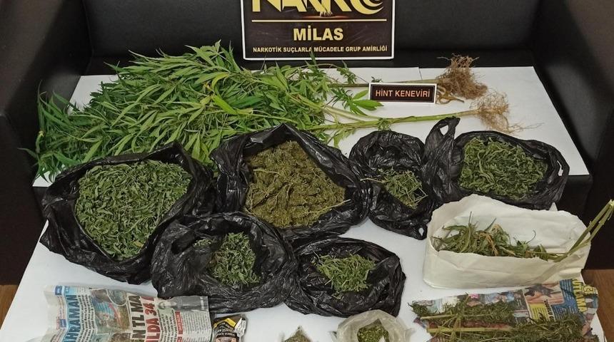 Saksıda kenevir yetiştirmiş