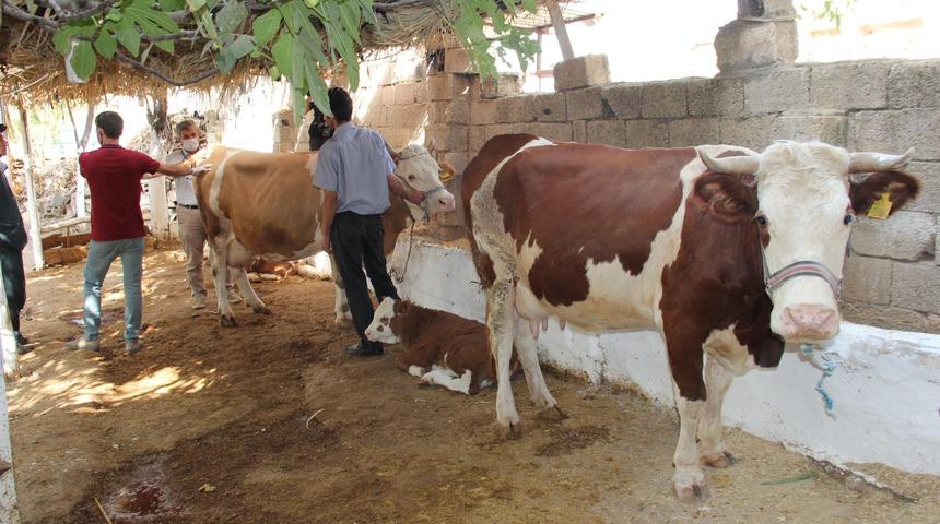 Adıyaman'da 3 g&uuml;n hastalığı ortaya &ccedil;ıktı! Sineklerin ısırdığı hayvanlar telef oldu