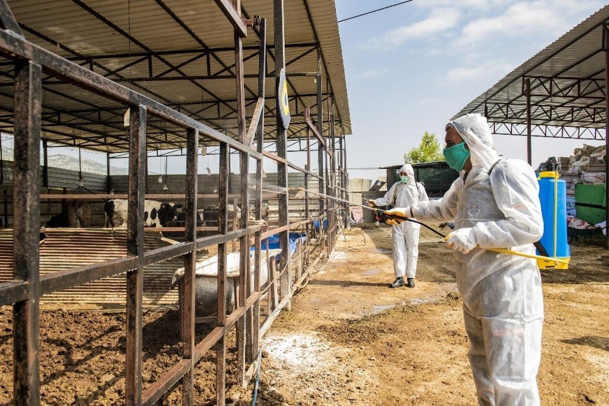 Mersin&rsquo;de hayvancılık yapılan b&ouml;lgeler &uuml;&ccedil;g&uuml;n hastalığına karşı ila&ccedil;landı