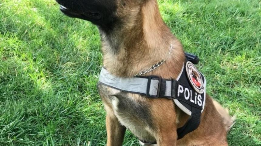 Bing&ouml;l polisi yetiştirdi, patlayıcı bulmada uzman k&ouml;pek &ldquo;Tokyo&rdquo; g&ouml;reve başladı