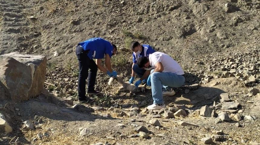 Hakkari&rsquo;de zehirlenen tilki tedavi altına alındı