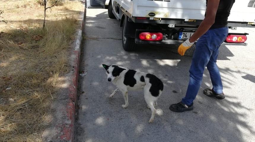 Bu da hayvanların 112&rsquo;si olacak