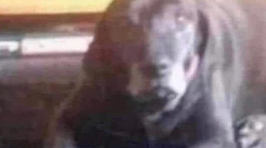 Resimde ne görüyorsunuz? Tüyler ürpertici bir palyaço mu, sevimli bir köpek mi?