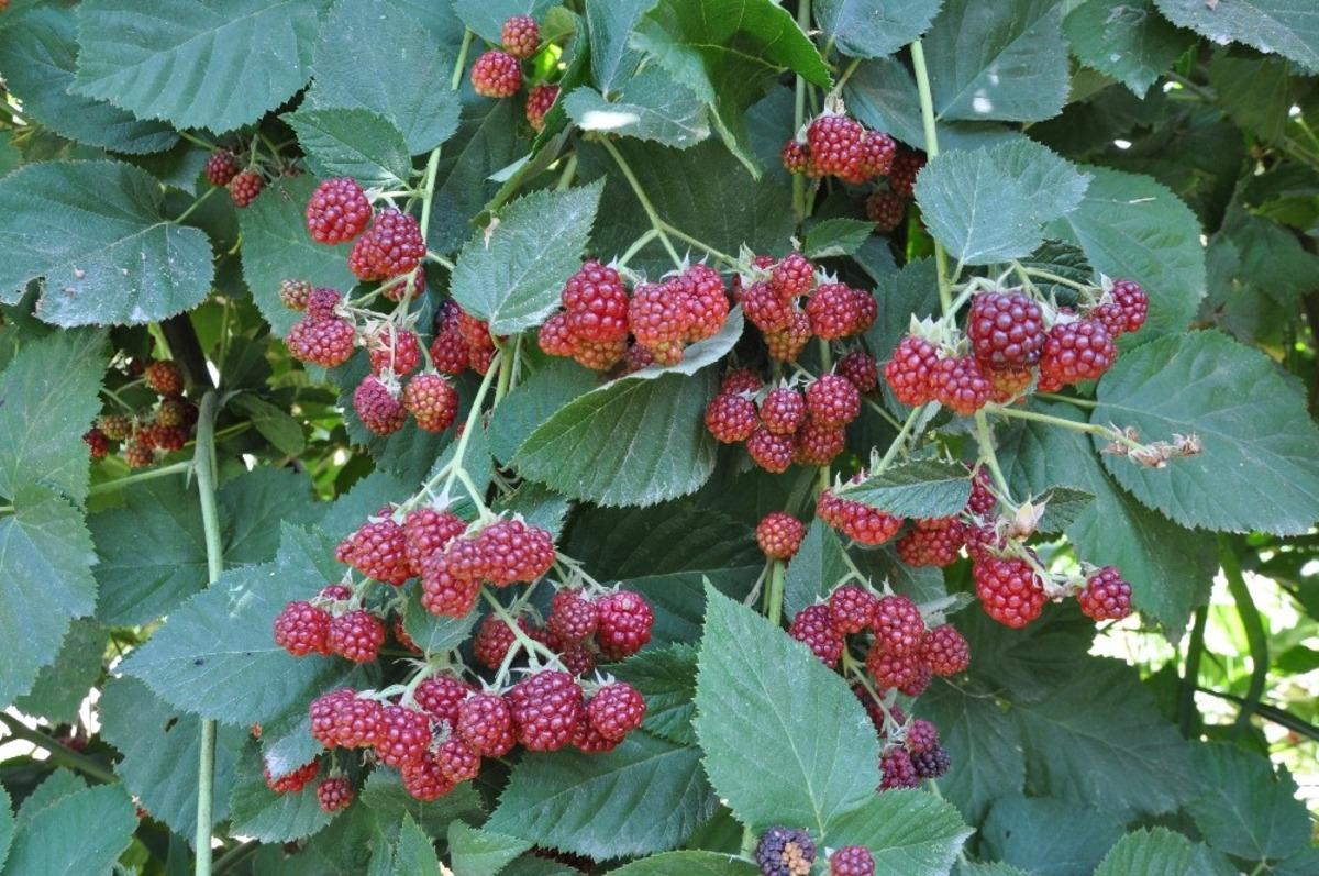 B&ouml;ğ&uuml;rtlende sonbahar hasadı başladı