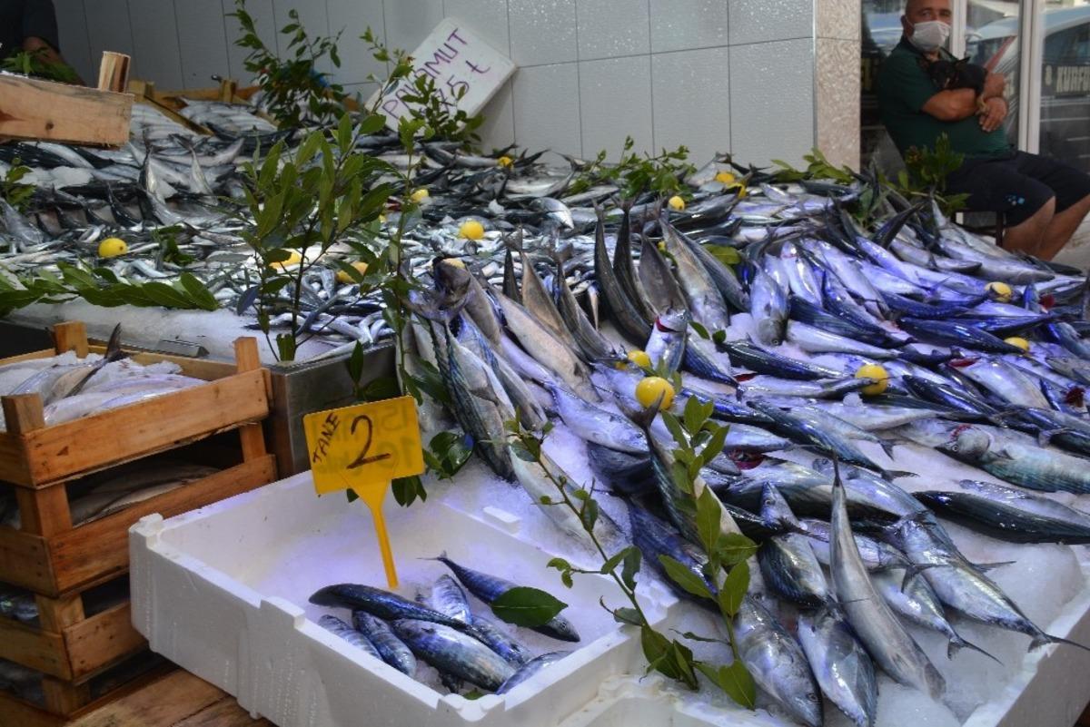 Sinop&rsquo;ta palamut 2 lira