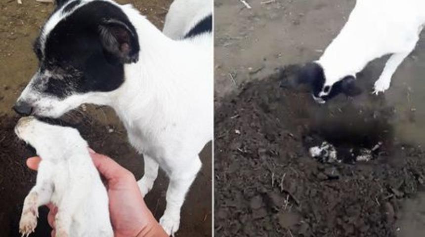 &Ouml;len yavrusu i&ccedil;in mezar kazan k&ouml;peğin g&ouml;r&uuml;nt&uuml;s&uuml; y&uuml;rekleri burktu