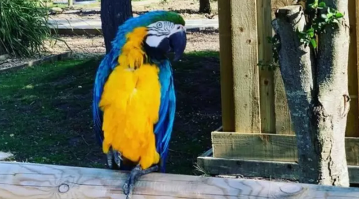 Ziyaretçilere küfür eden papağanlar hayvanat bahçesinden kaldırıldı