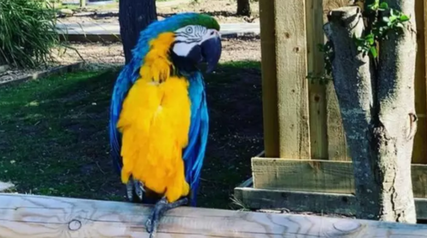 Ziyaret&ccedil;ilere k&uuml;f&uuml;r eden papağanlar hayvanat bah&ccedil;esinden kaldırıldı