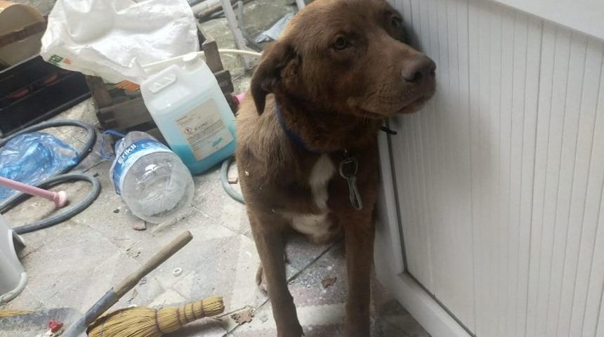 K&ouml;peğe &ccedil;arpan vicdansız s&uuml;r&uuml;c&uuml; arkasına bile bakmadı