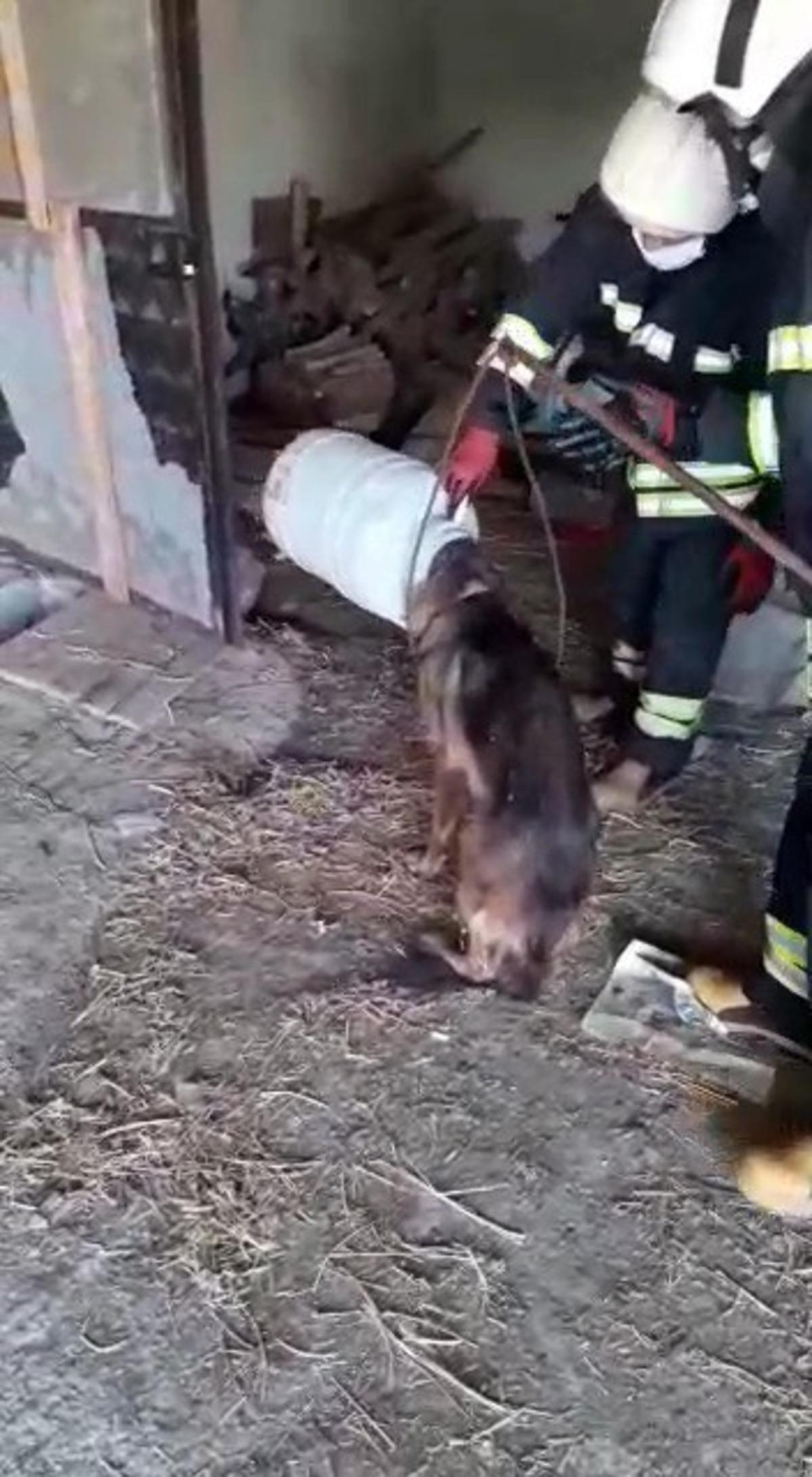 Kafası bidona sıkışan k&ouml;pek kurtarıldı