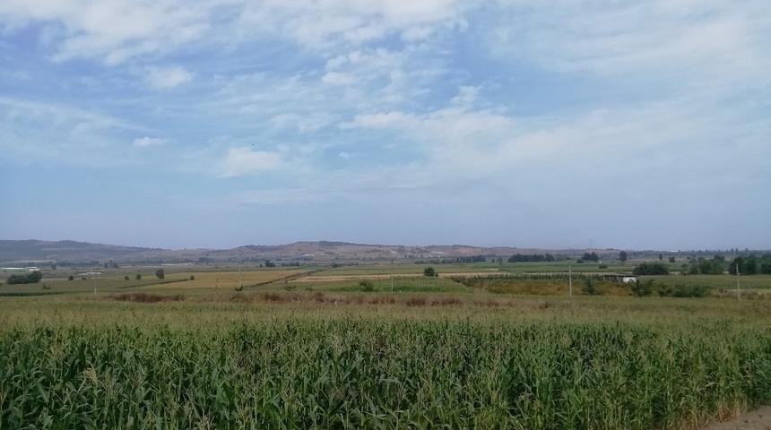 Manyas’ta 60 Bin dekar alanda yemlik bitki üretimi yapıldı