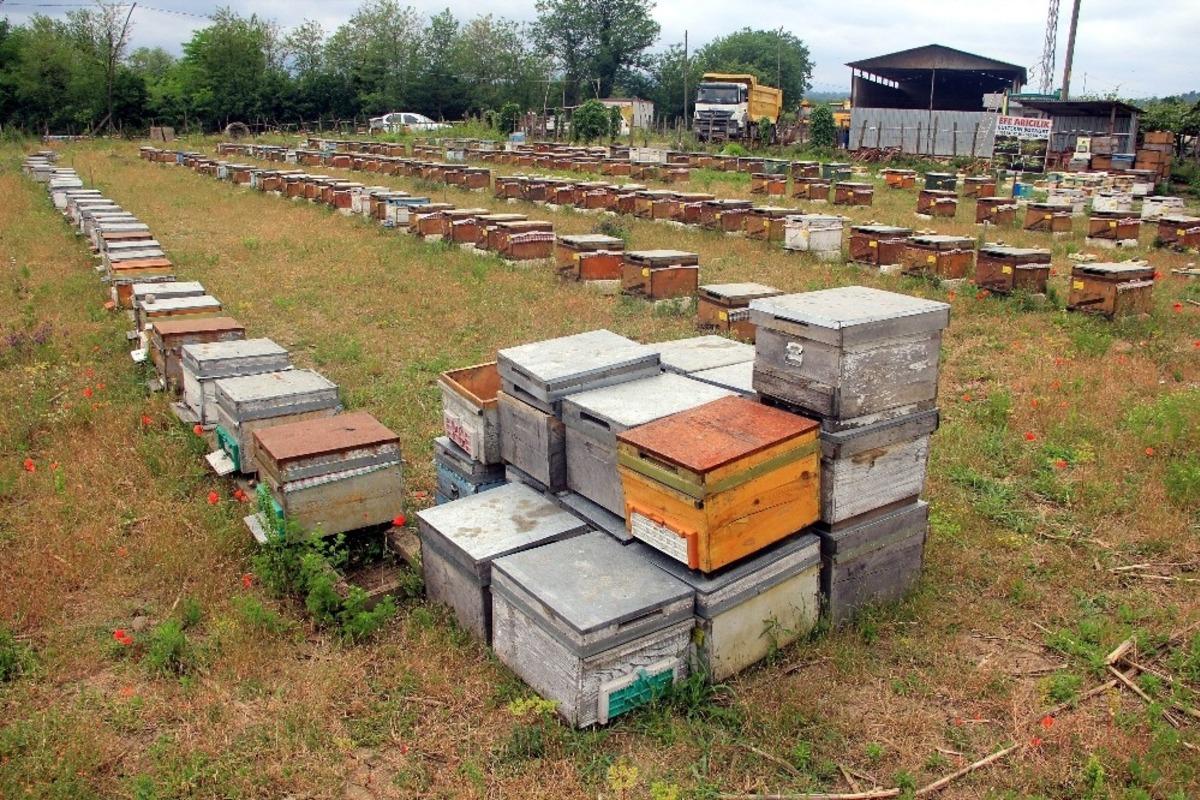 Kestane balı arıcıların y&uuml;z&uuml;n&uuml; g&uuml;ld&uuml;rd&uuml;