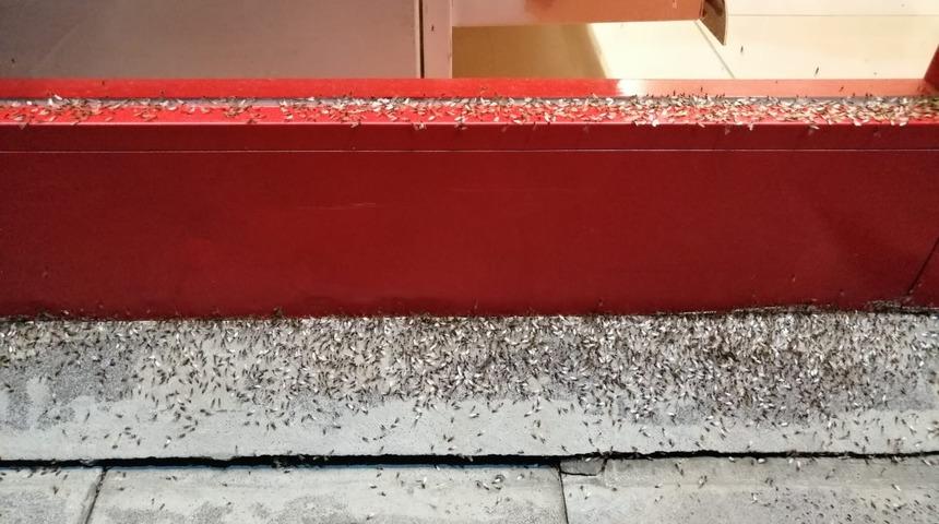 Bing&ouml;l'de u&ccedil;an b&ouml;cek istilası! Bir il&ccedil;eyi ele ge&ccedil;irdiler