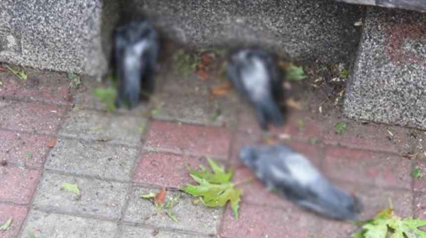 Kadık&ouml;y'de dolu yağışı nedeniyle &ccedil;ok sayıda kuş &ouml;ld&uuml;