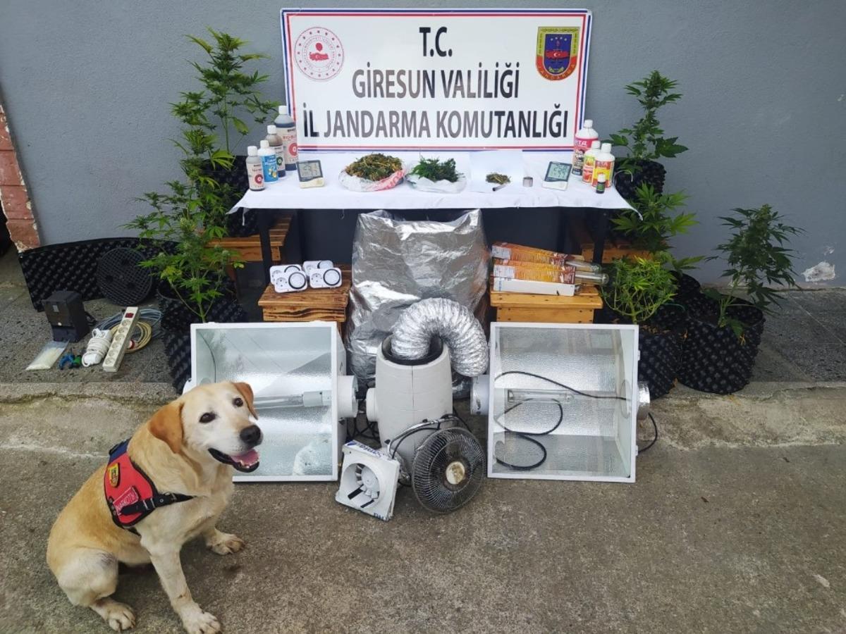 Giresun&rsquo;da jandarmadan uyuşturucu operasyonu