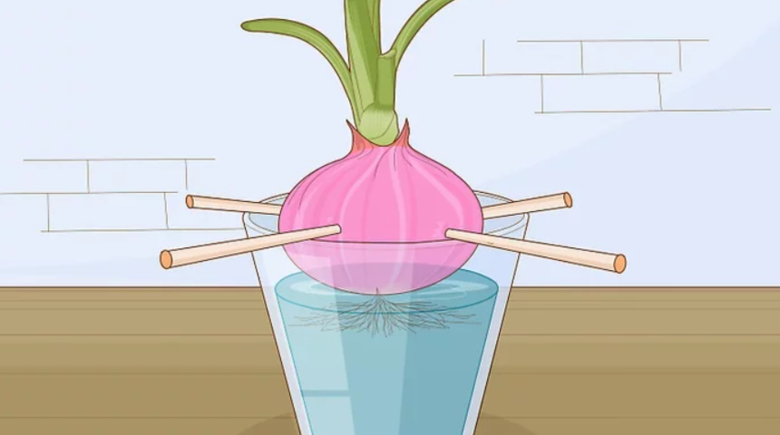 Soğana bir kere para verin sonra evde yetiştirin! İşte adım adım yapılışı