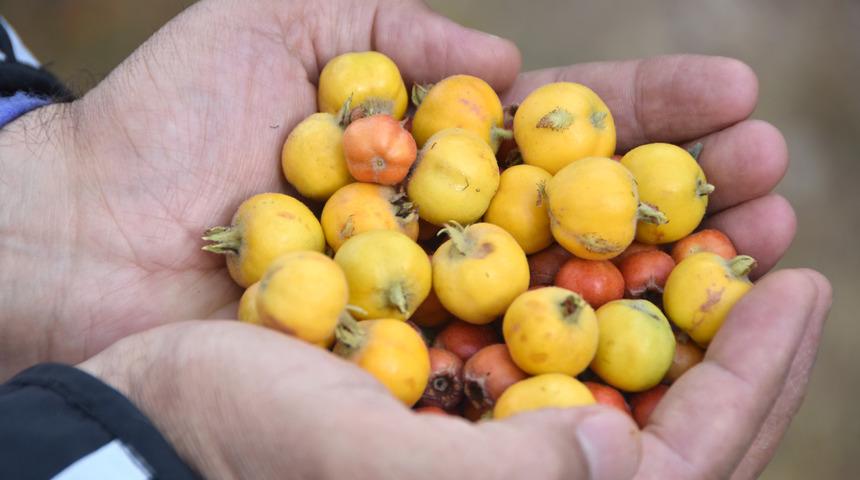 Bu dönemde ihtiyacımız olan şey! Gerçek bir C vitamini deposu