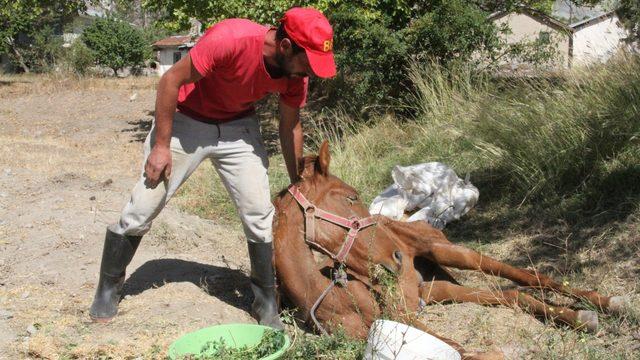 Kargalar gözlerini oymasın diye telef olan atın başında nöbet tuttu!