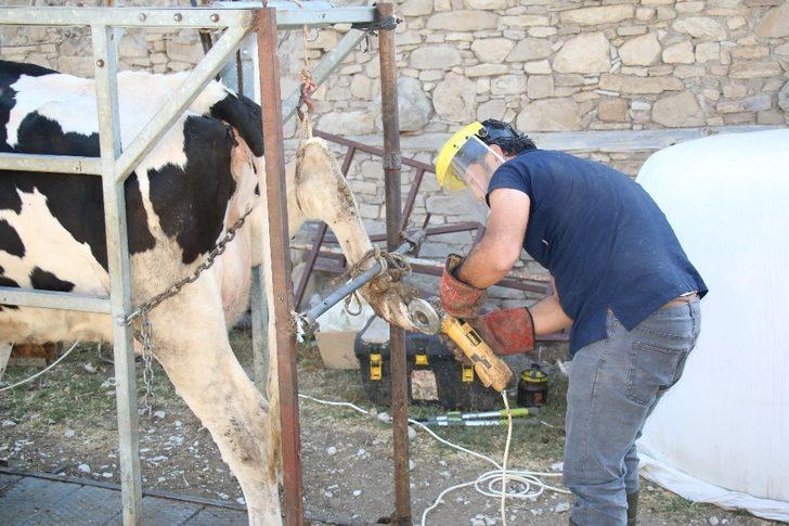 Büyükbaş hayvanlara tırnak bakımı G1