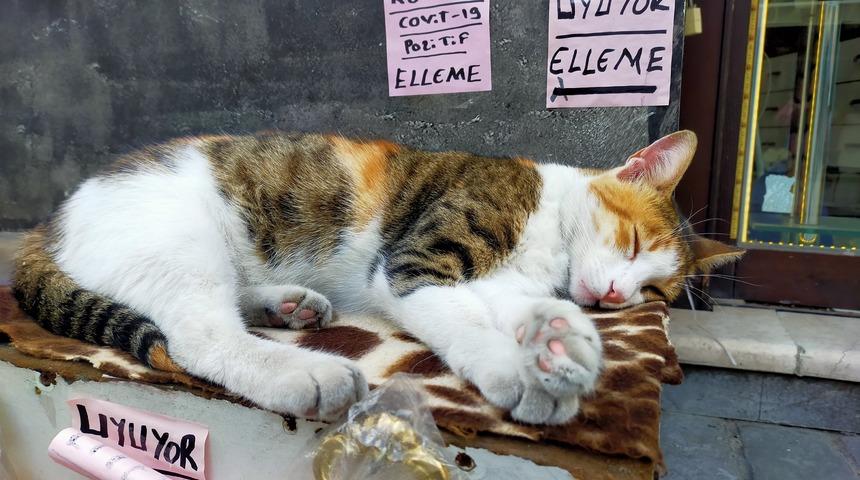 Kedisi uyandırılmasın diye, 'Covit-19 pozitif, elleme' yazısı astı