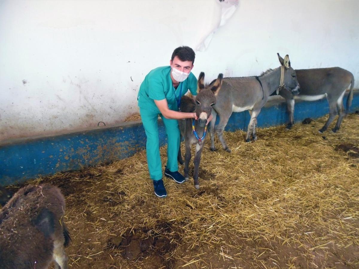 Tedavisi tamamlanan 3 eşek Bursa&rsquo;ya g&ouml;nderildi