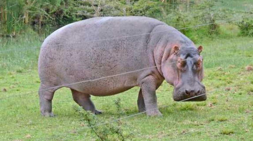 İzmir Maratonu'na hazırlanan Kenyalı atlete su aygırı saldırdı