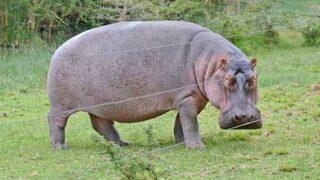 İzmir Maratonu'na hazırlanan Kenyalı atlete su aygırı saldırdı