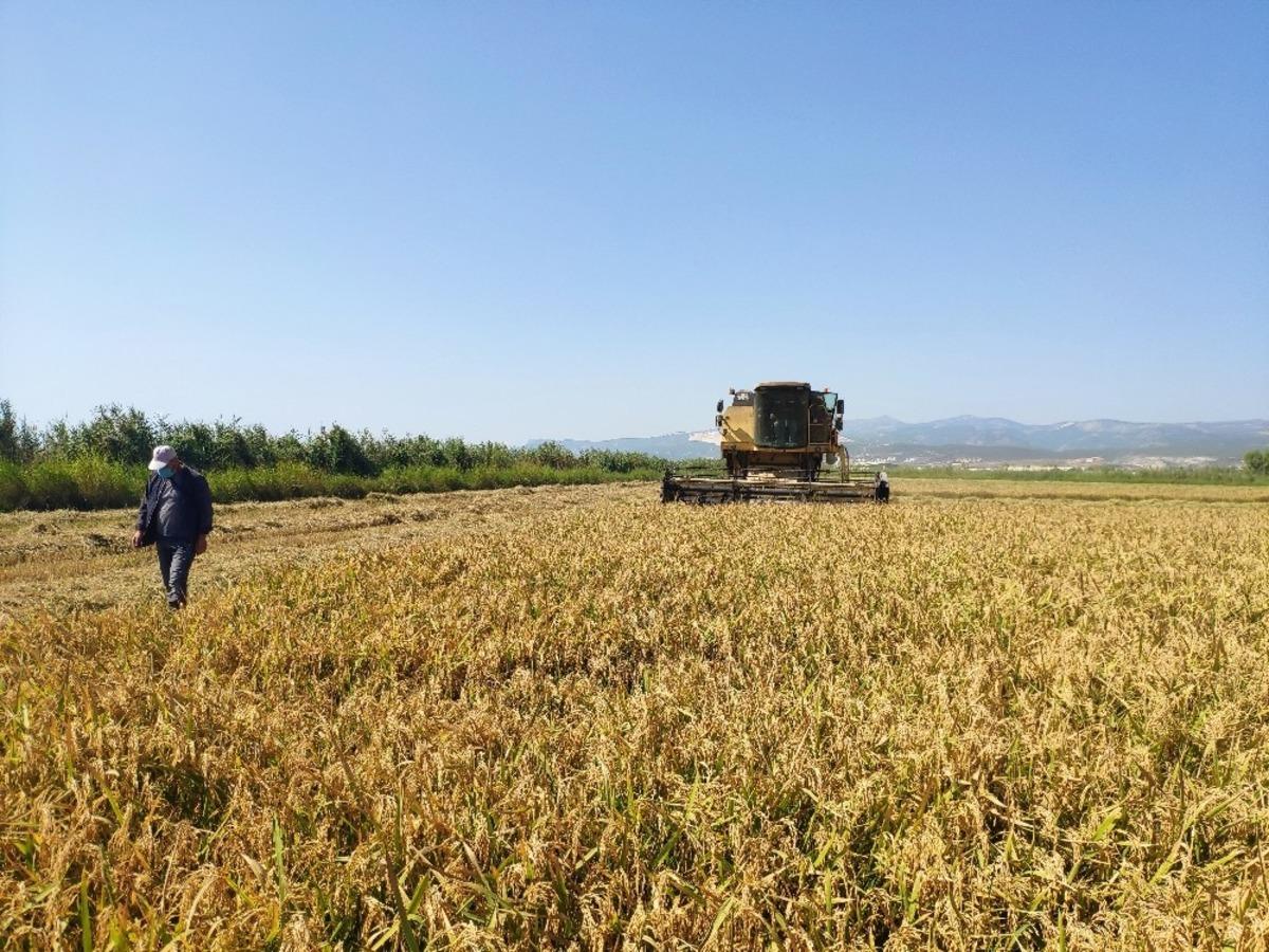 Silifke&rsquo;de damlama sulama ile &uuml;retilen &ccedil;eltiğin hasadına başlandı