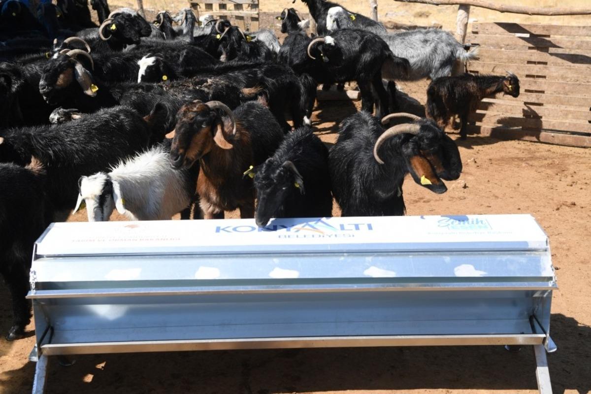 Konyaaltı&rsquo;ndan  hayvan yetiştiricilerine aşı, ila&ccedil;lama ve otomatik yemlik desteği